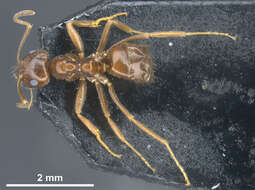 Image of Lasius kabaki