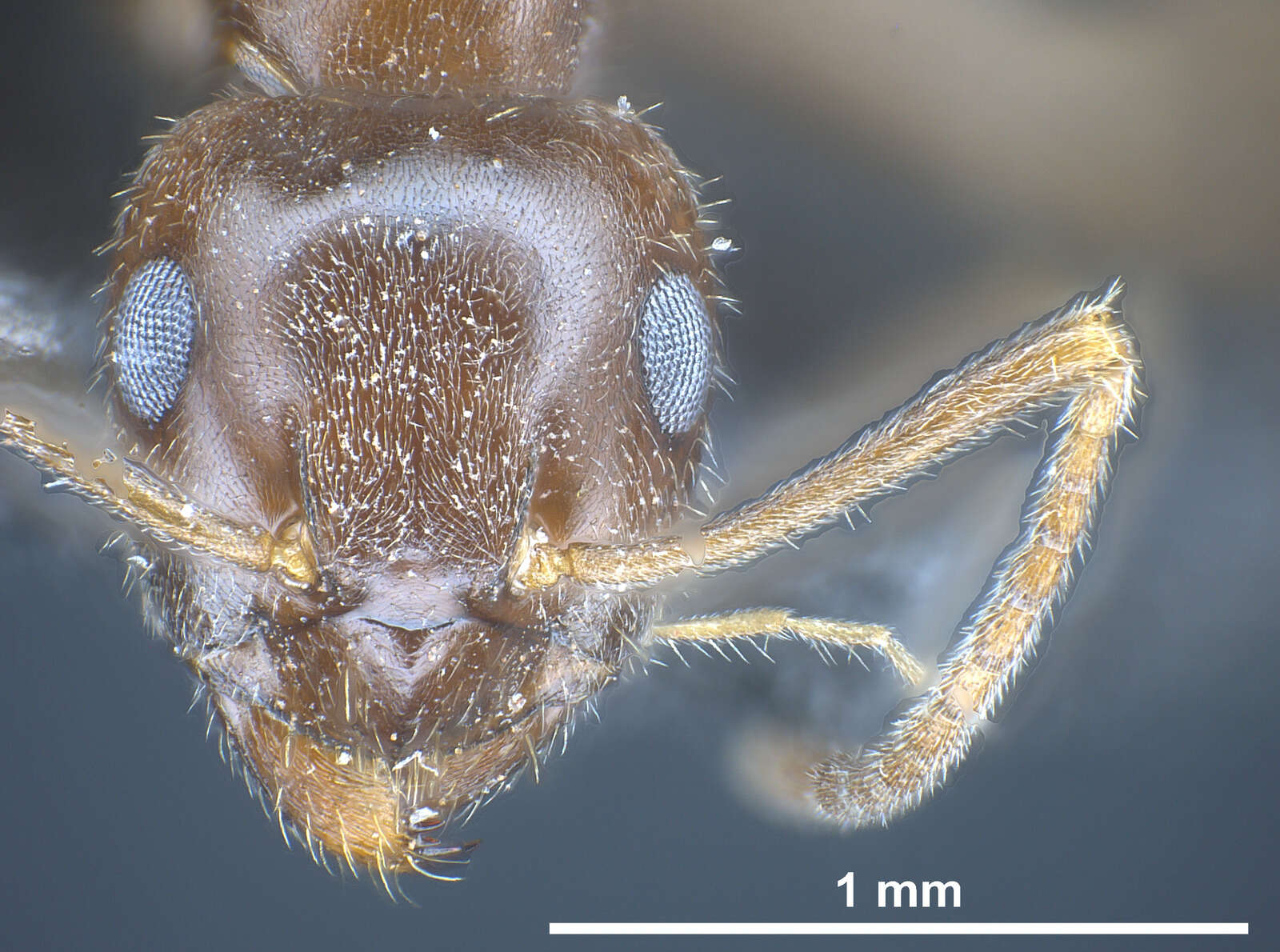 Image of Lasius kabaki