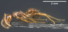 Image of Lasius kabaki