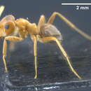 Image of Lasius maltaeus