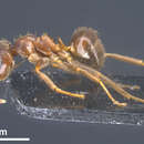 Image of Lasius sichuense