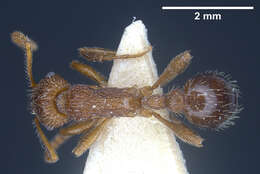 Imagem de Myrmica deplanata Emery 1921