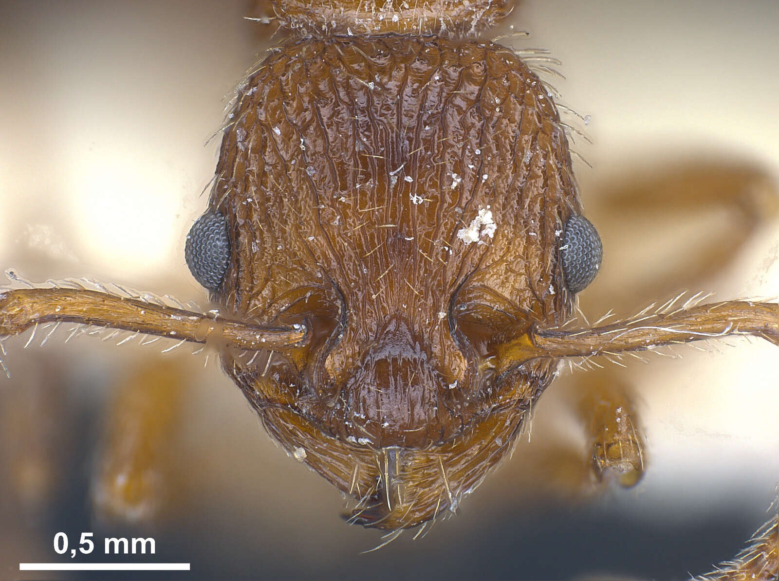 Image of Myrmica deplanata Emery 1921