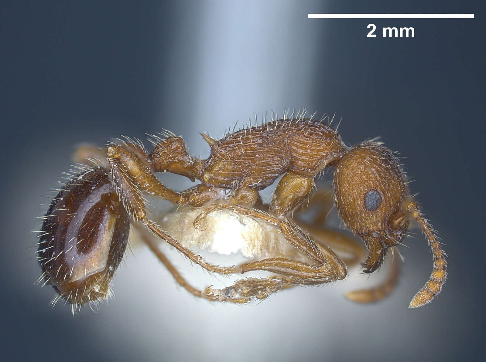 Image of Myrmica deplanata Emery 1921