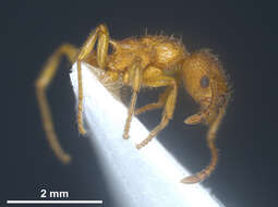 Image of Ant