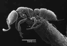 Image of Ant