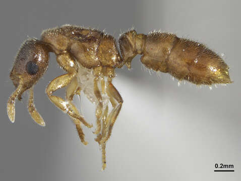 Image of Ant