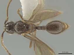 Image of Adelomyrmex laevigatus