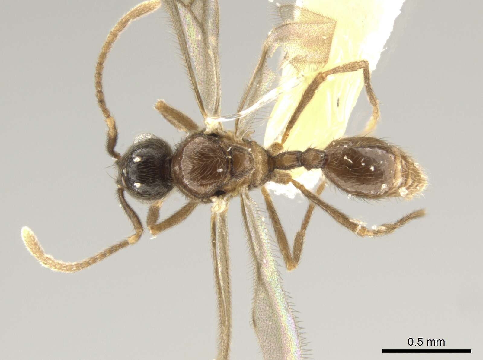 Image of Adelomyrmex tristani (Menozzi 1931)