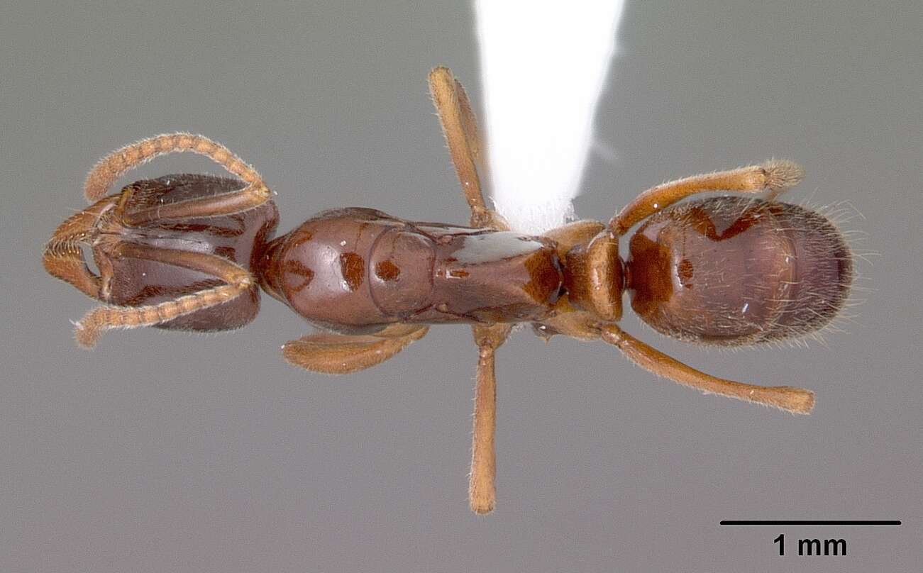 Image of Mesoponera ambigua