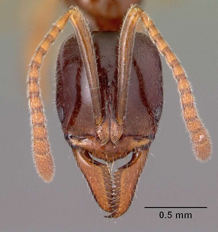 Image of Mesoponera ambigua