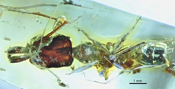 Imagem de Odontomachus pseudobauri De Andrade 1994