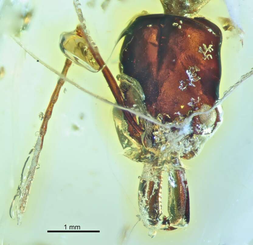 Image of Odontomachus pseudobauri De Andrade 1994