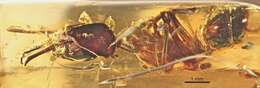 Image of Odontomachus pseudobauri De Andrade 1994