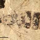 Sivun Liometopum miocenicum Carpenter 1930 kuva