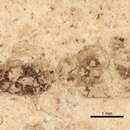 Image of Iridomyrmex florissantius Carpenter 1930