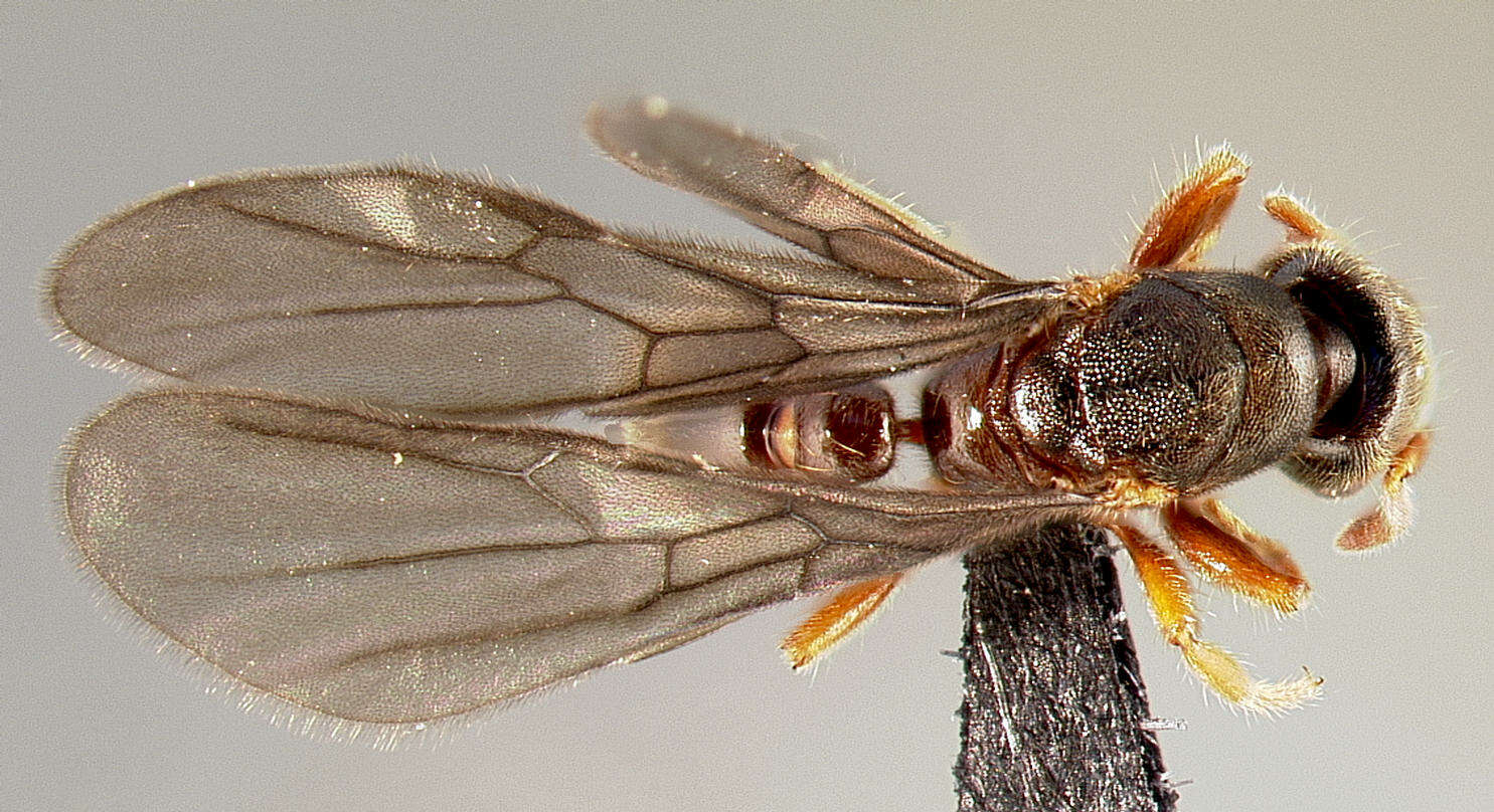 Image of Typhlomyrmex rogenhoferi Mayr 1862