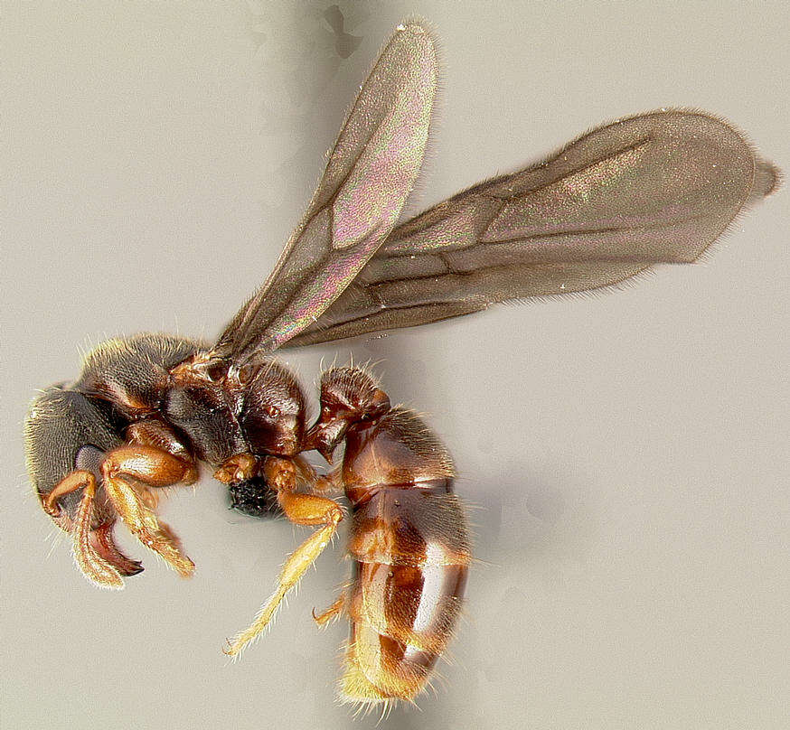 Image of Typhlomyrmex rogenhoferi Mayr 1862