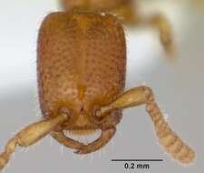 Image of Apomyrma