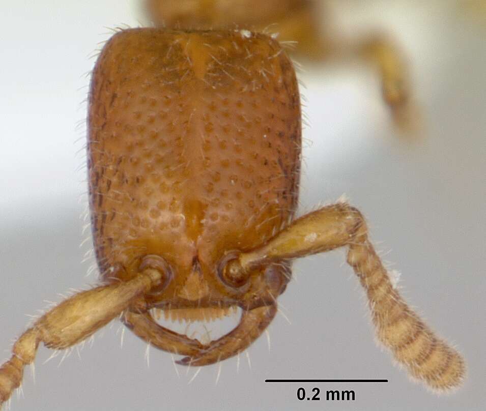 Apomyrma resmi