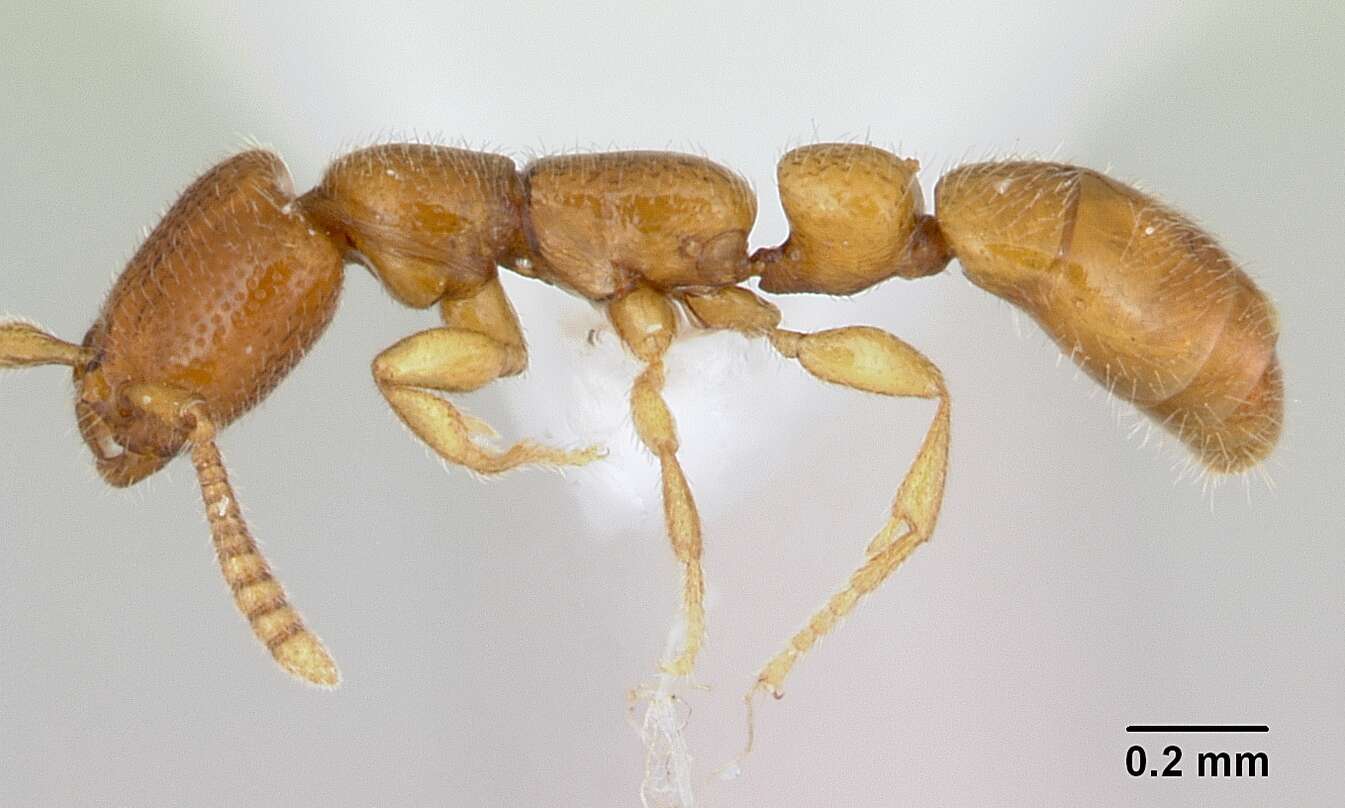 Apomyrma resmi