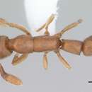 Image of Dolioponera fustigera Brown 1974