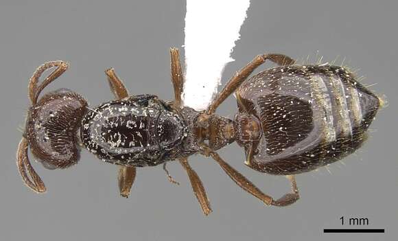 Image of Crematogaster emeryana Creighton 1950