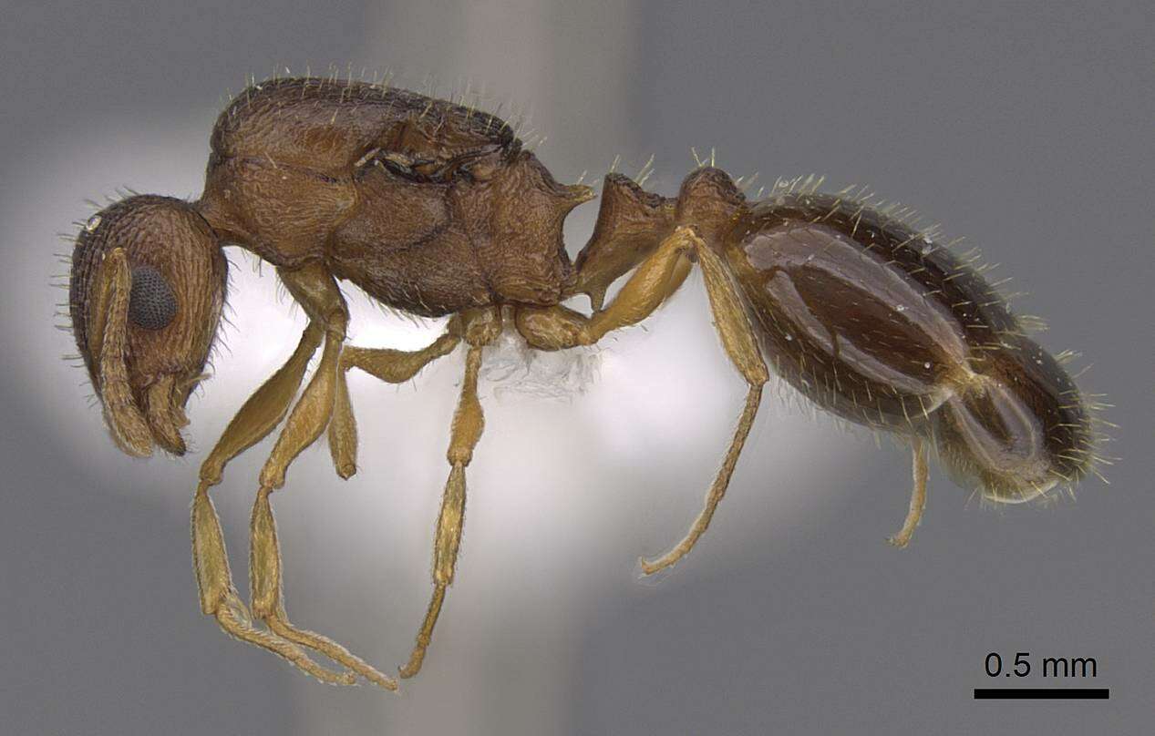 Image of Temnothorax rugatulus