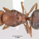 Image of Pheidole hyatti Emery 1895