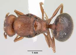 Image of Pheidole