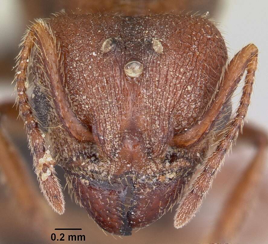 Image of Pheidole