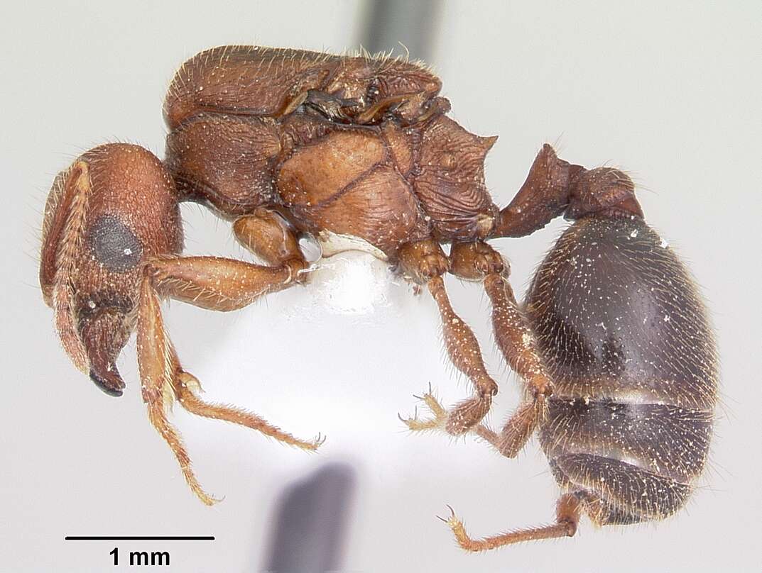 Image of Pheidole