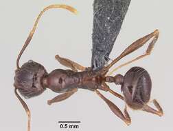 Image of Pheidole rhea Wheeler 1908