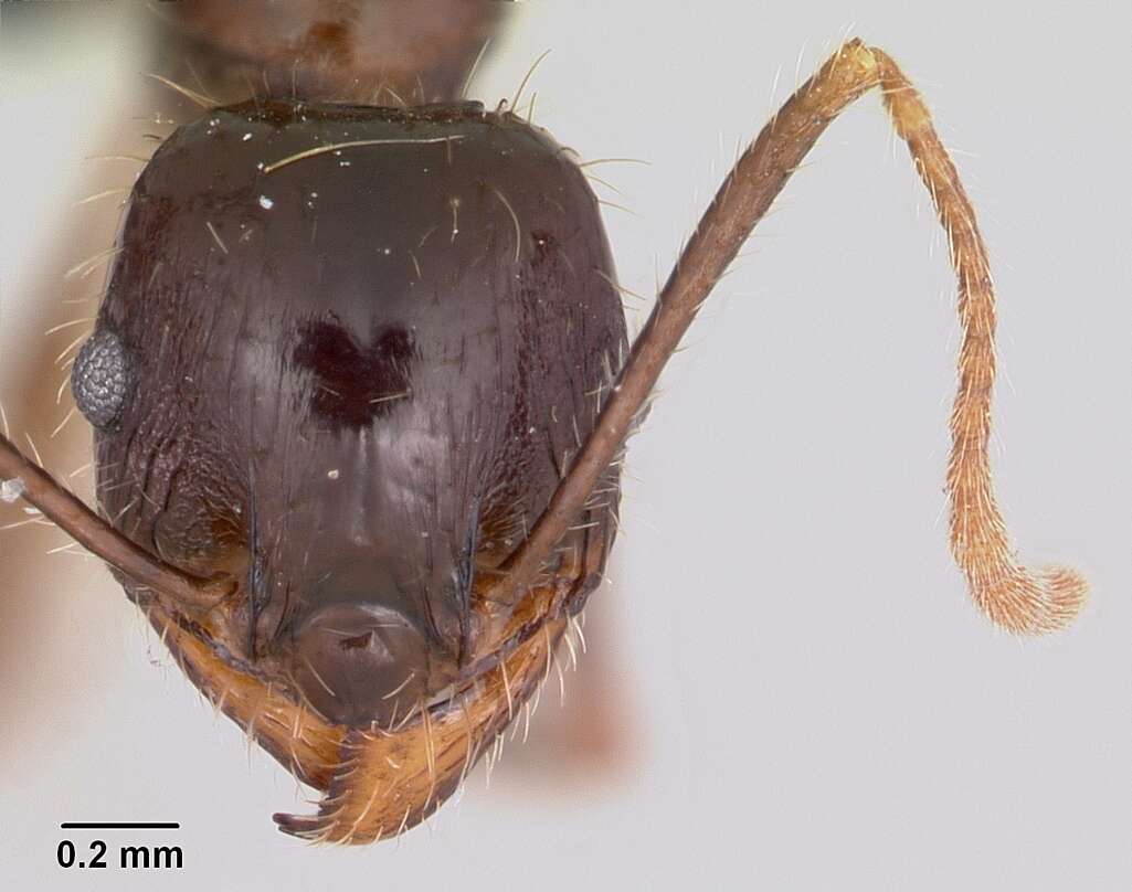 Pheidole rhea Wheeler 1908 resmi