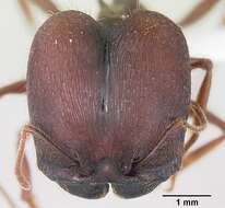 Image of Pheidole rhea Wheeler 1908