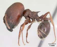 Pheidole rhea Wheeler 1908 resmi