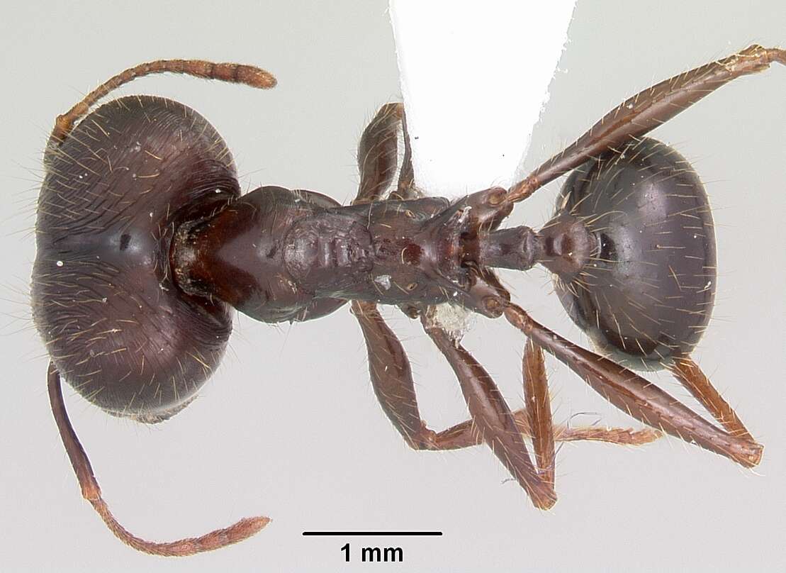 Image of Pheidole rhea Wheeler 1908