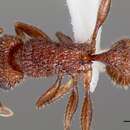 Image de Tetramorium hispidum (Wheeler 1915)