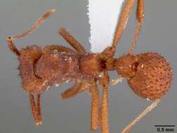 Plancia ëd Trachymyrmex