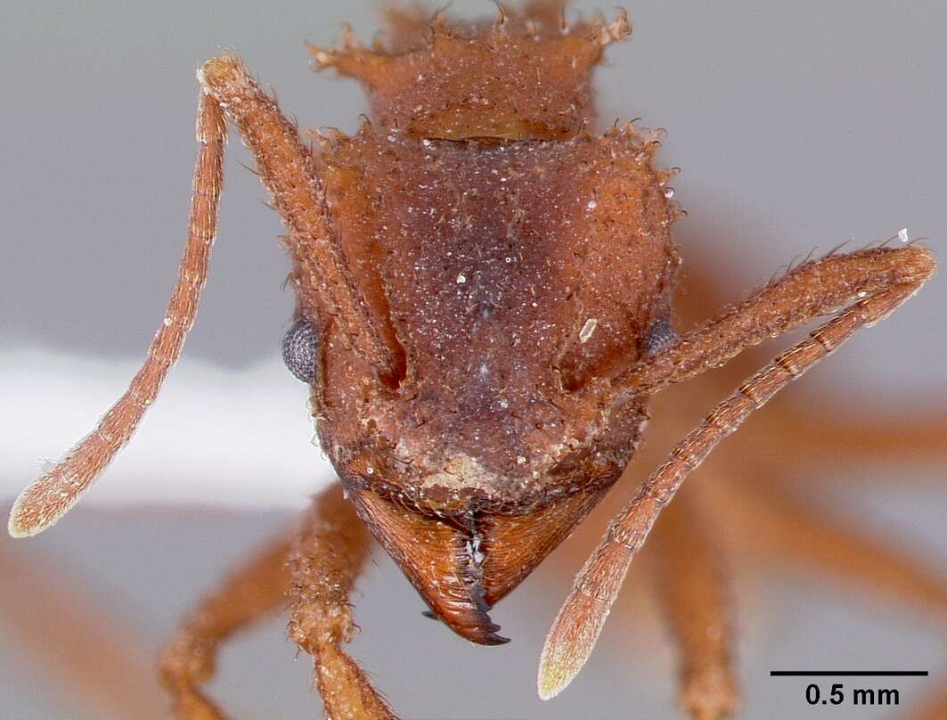 Plancia ëd Trachymyrmex