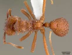 Image of Trachymyrmex