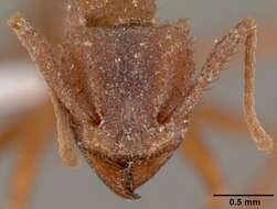 Plancia ëd Trachymyrmex