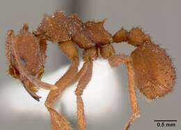 Plancia ëd Trachymyrmex