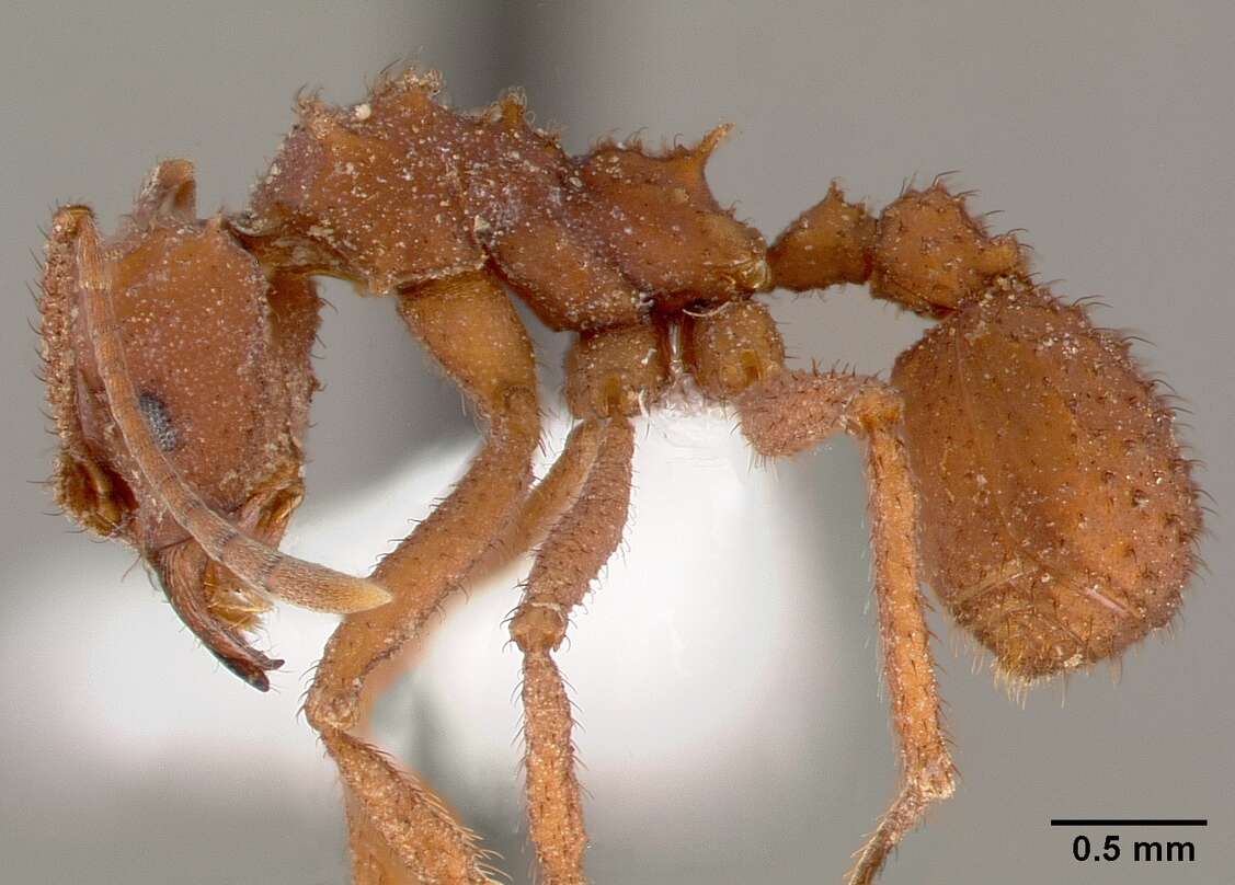 Image of Trachymyrmex