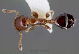 Plancia ëd Xenomyrmex