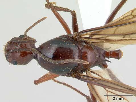 Image of Aphaenogaster swammerdami Forel 1886