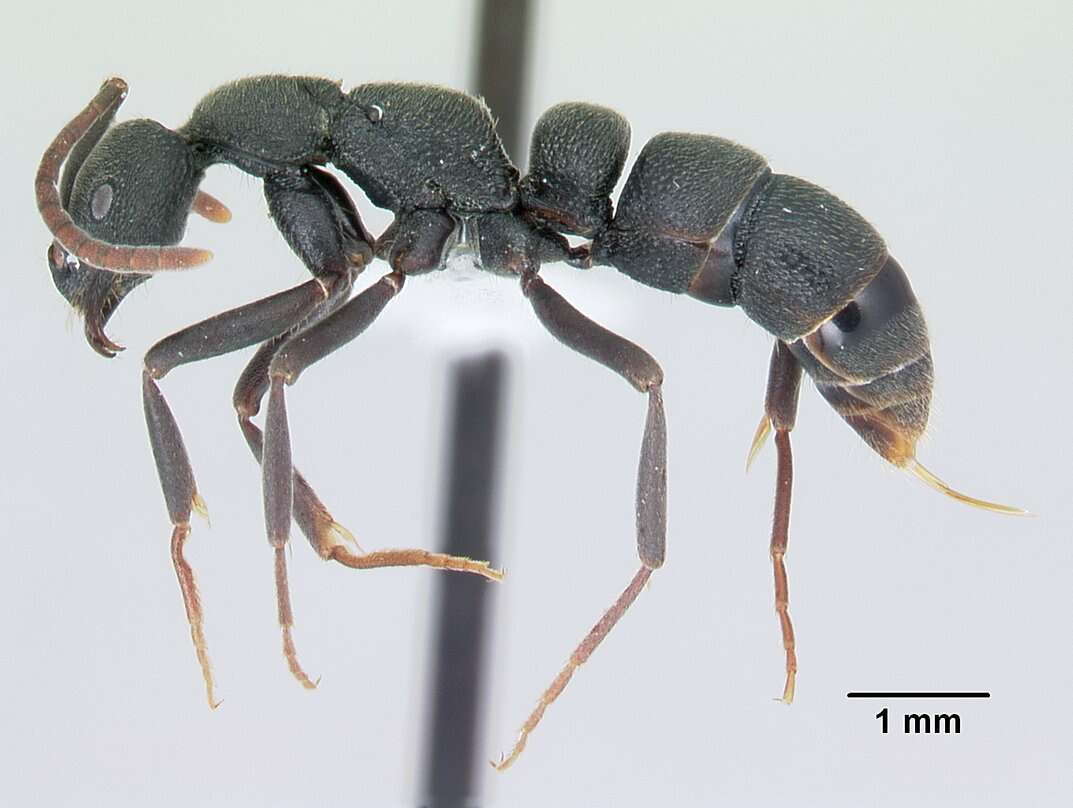 Image of Leptogenys tsingy