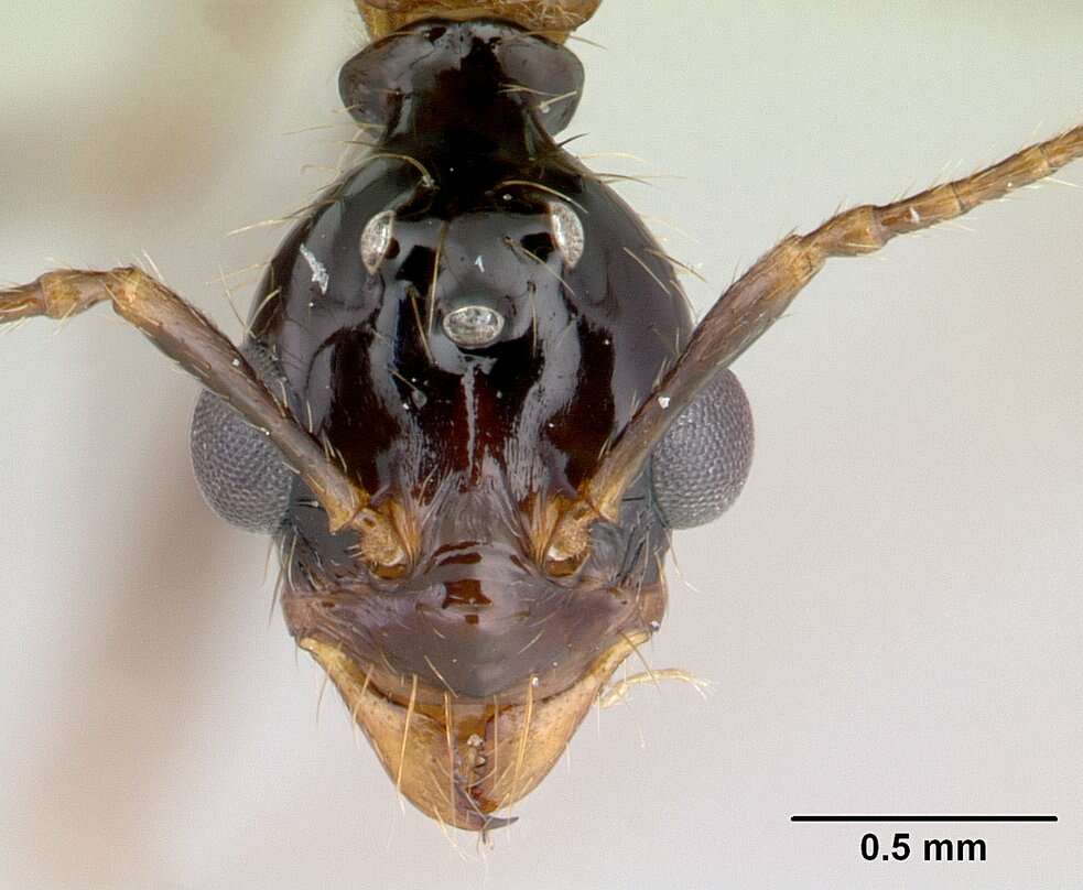 Image of Aphaenogaster swammerdami Forel 1886