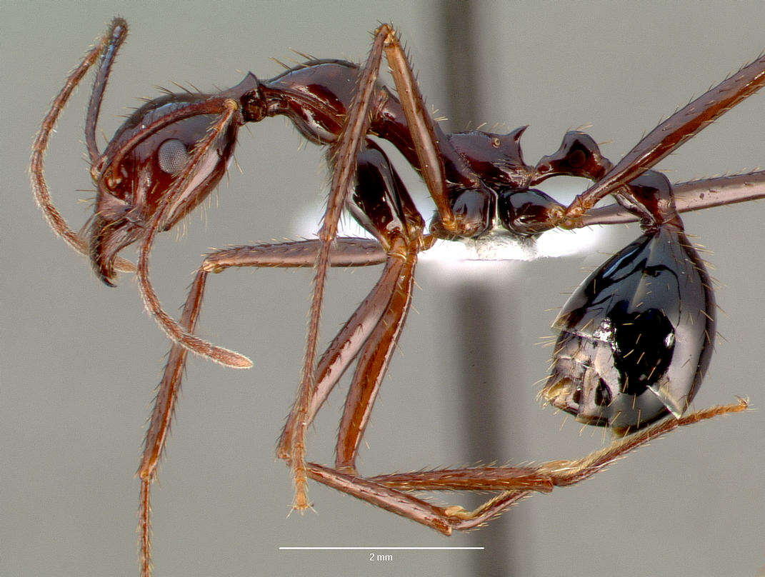 Image of Aphaenogaster swammerdami Forel 1886