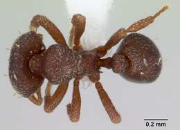 Image of Octostruma amrishi